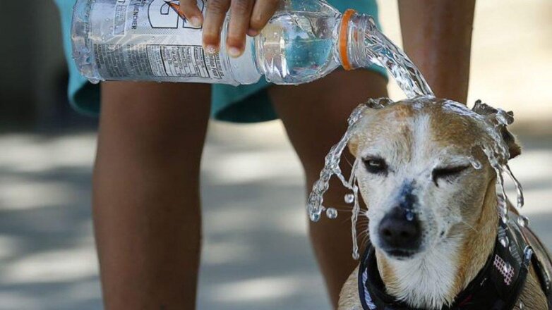 Как помочь собаке пережить жару: простые советы для хозяина