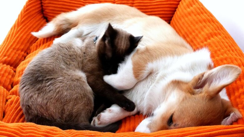 Кошка с собакой: способы надолго приучить животных друг к другу