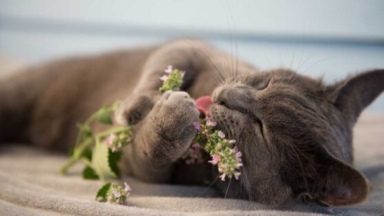 Когда не следует давать кошкам кошачью мяту, объяснила эксперт