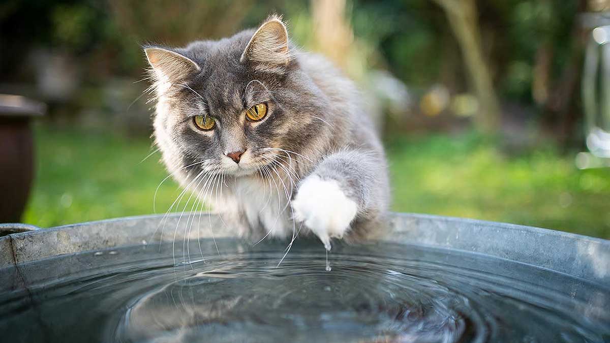 Кошки Вода Фото