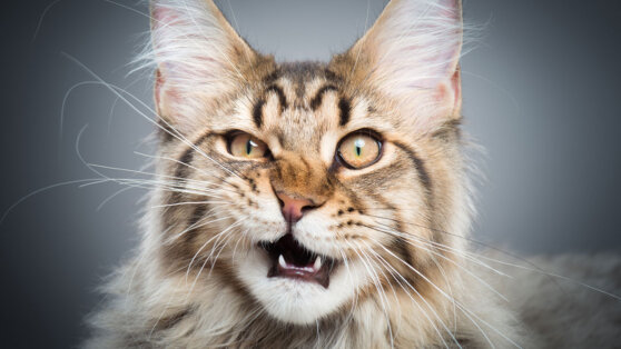 Четыре мифа о кошачьих усах назвали эксперты