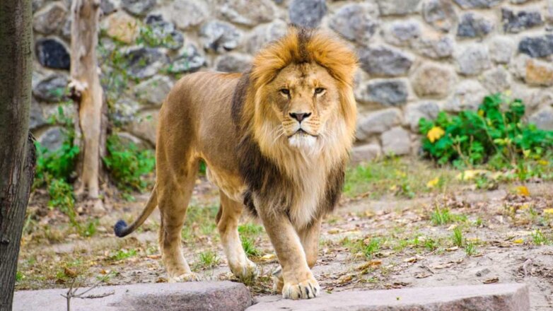 Восемь львов стали первыми дикими животными с коронавирусом в Индии
