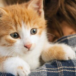 Как успокоить буйного котенка или взрослого кота