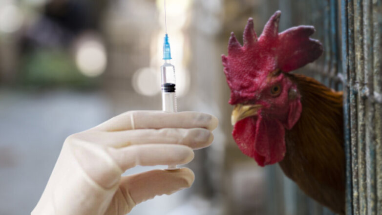 В России создали штамм, который может быть использован как вакцина от птичьего гриппа