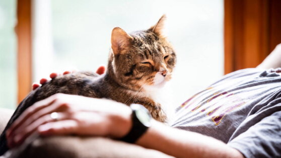 Как продлить жизнь кошке: 5 советов