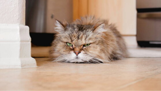 Как правильно ухаживать за пожилой кошкой, рассказал ветеринар