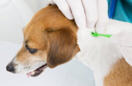 Что делать, если к собаке прицепился клещ: рекомендации ветеринара