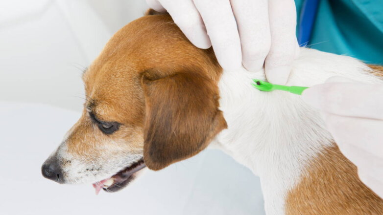Что делать, если к собаке прицепился клещ: рекомендации ветеринара