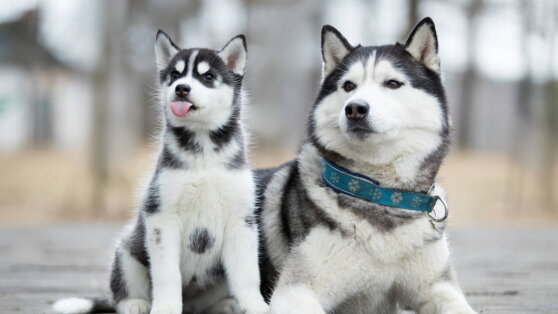 Щенок или взрослая собака: как выбрать