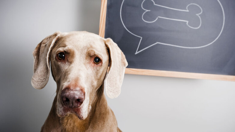Могут ли собаки думать: мнение ученого