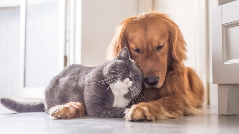 Какие коты и собаки могут подружиться в одном доме