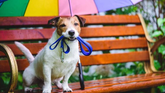 Для ленивых: породы собак, с которыми можно не гулять