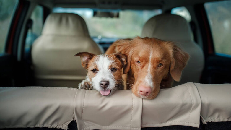 Перевозка собаки в автомобиле: как подготовить животное и что взять с собой