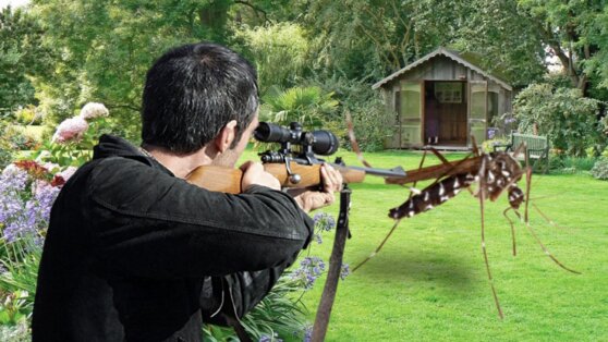 Как избавиться от комаров на даче: 6 простых, но эффективных способов