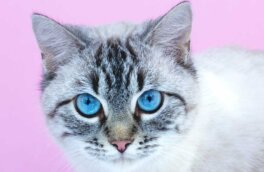 Пронзительный взгляд: почему кошки иногда долго смотрят в глаза хозяина