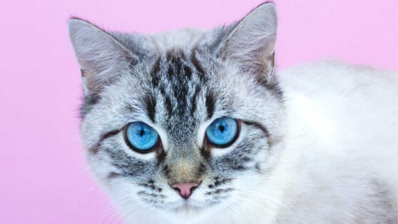 Пронзительный взгляд: почему кошки иногда долго смотрят в глаза хозяина