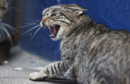 Не подходи ко мне: названы самые злые породы кошек