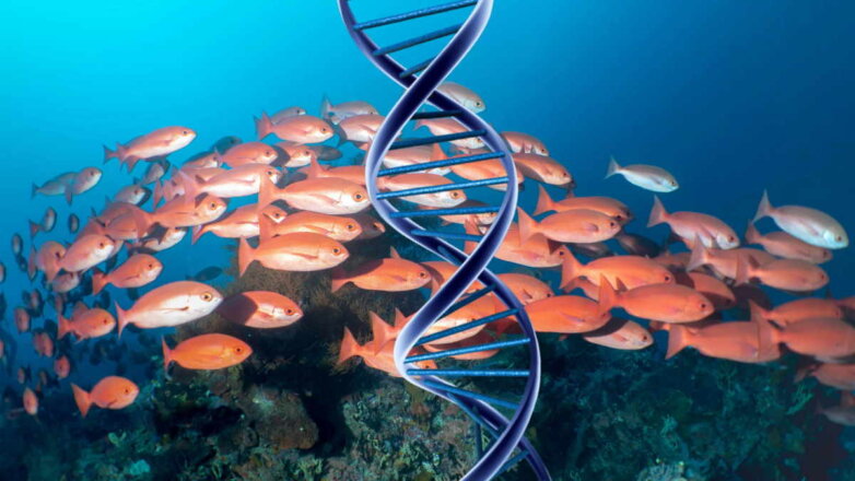 Определять возраст исчезающих видов рыб с помощью ДНК смогут ученые