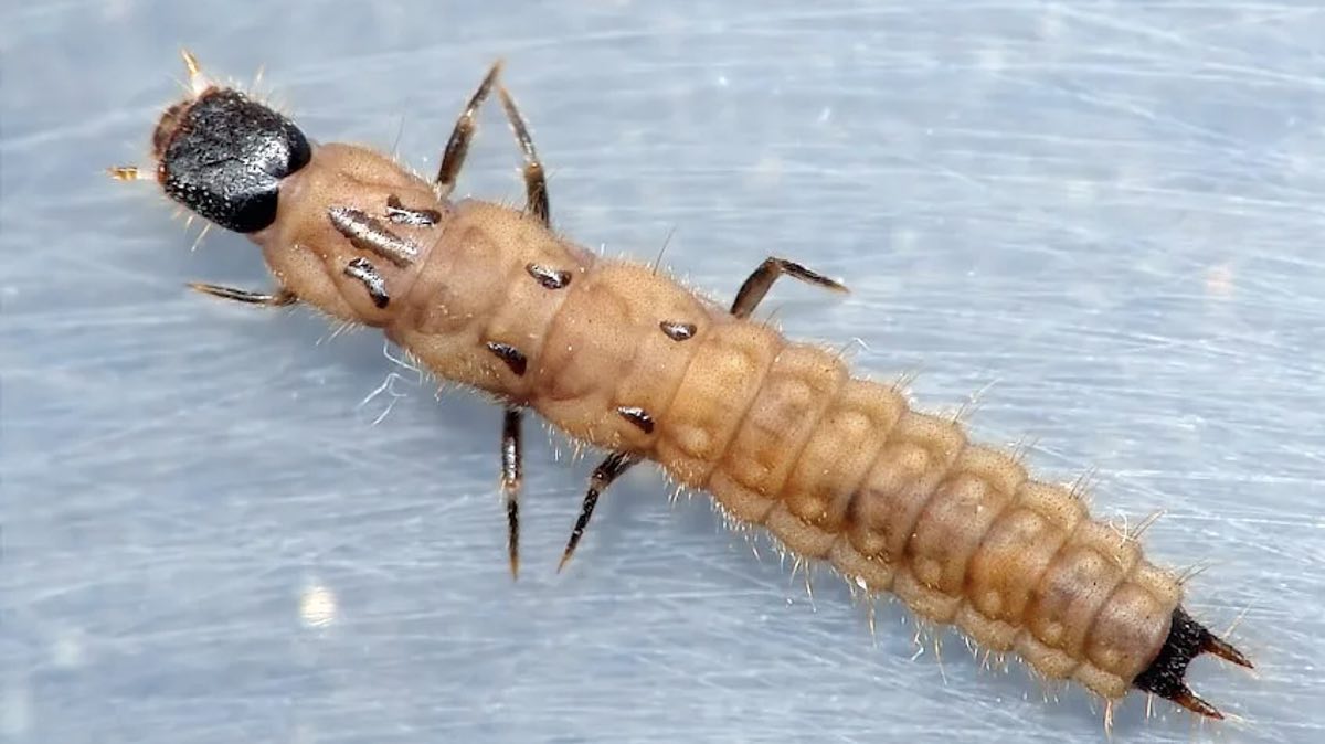 Личинки хищники. Личинка жука Пестряка. Личинка жука мягкотелки. Жук ЛАРВА насекомое.
