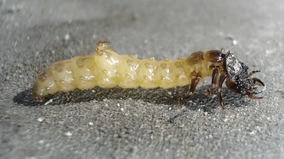 Насекомых-вредителей поедают не только взрослые особи жуков-скакунов, но и их личинки. Они тоже являются достаточно прожорливыми хищниками.