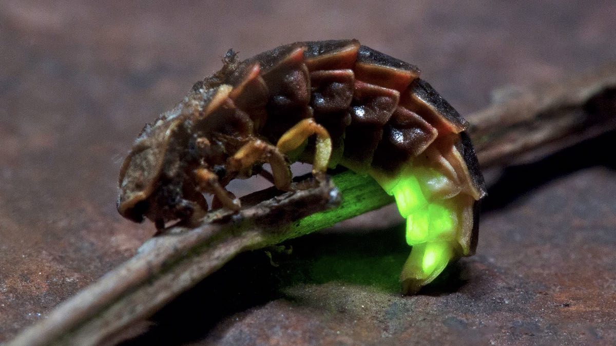 Светляк. Этого жука, обладающего способностью светиться, еще называют иванов червячок. Пользу огороду приносят его личинки.