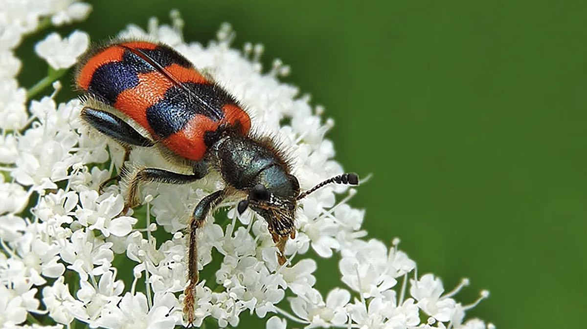 Пестряк. Он же муравьежук и короедный волк. Не все эти жуки приносят пользу саду и огороду, например, пестряк пчелиный – вредитель, уничтожающий пчел. Зато пестряк муравьиный охотится за жуком-короедом. Также он уничтожает вредителей деревьев – таких, как смолевки, златки, жуки-усачи и пр.