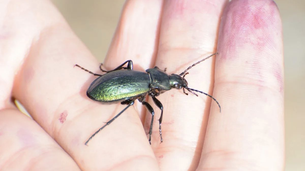 Полезные жуки: какие насекомые охотятся на вредителей сада и огорода