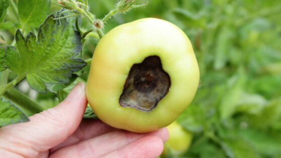 Что делать, если чернеют помидоры в теплице или открытом грунте: 6 рекомендаций