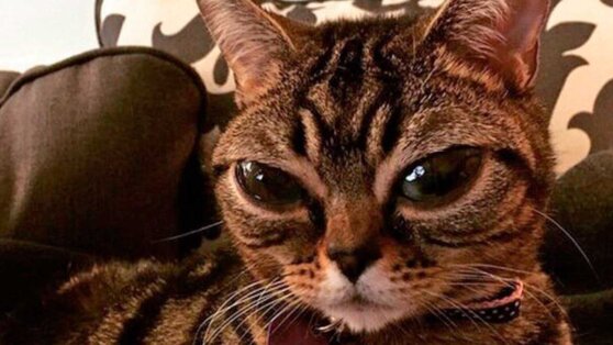 Внеземные существа: топ-5 пород кошек с инопланетной внешностью