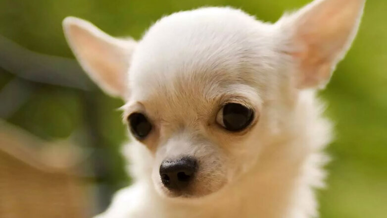 Чихуахуа: маленькая собака, но большой ревнивец