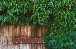 Зеленые и неприхотливые: какими растениями украсить темные участки сада