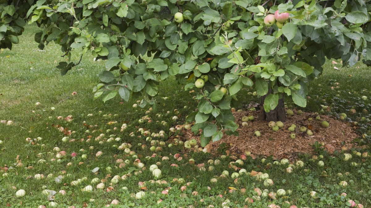 Яблоки опадают незрелыми: в чем причина и как с этим бороться