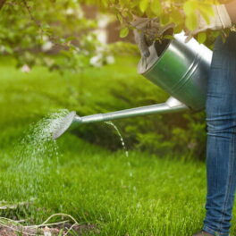 Правильно поливаем яблоню: сколько нужно воды и как часто это необходимо