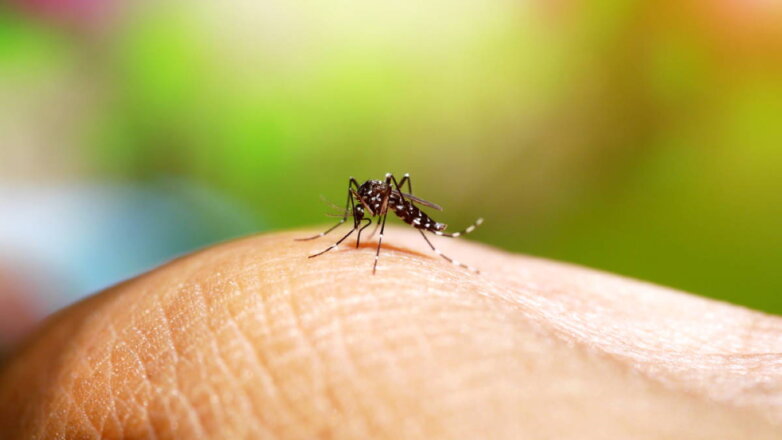 О комарах-переносчиках лихорадки Западного Нила предупредили россиян
