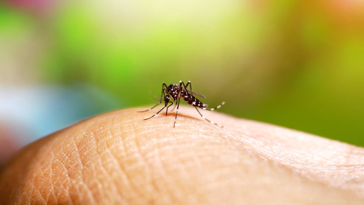 Народные методы: простые способы справиться с жжением после укусов комаров