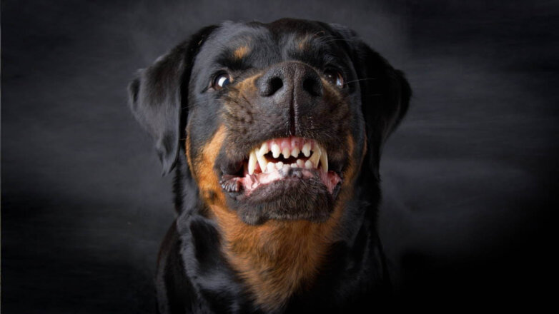10 самых кусающихся пород собак определили эксперты