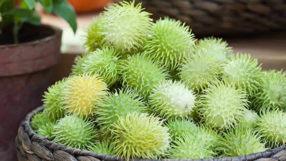 Дачникам назвали 6 экзотических растений, которые можно вырастить в огороде