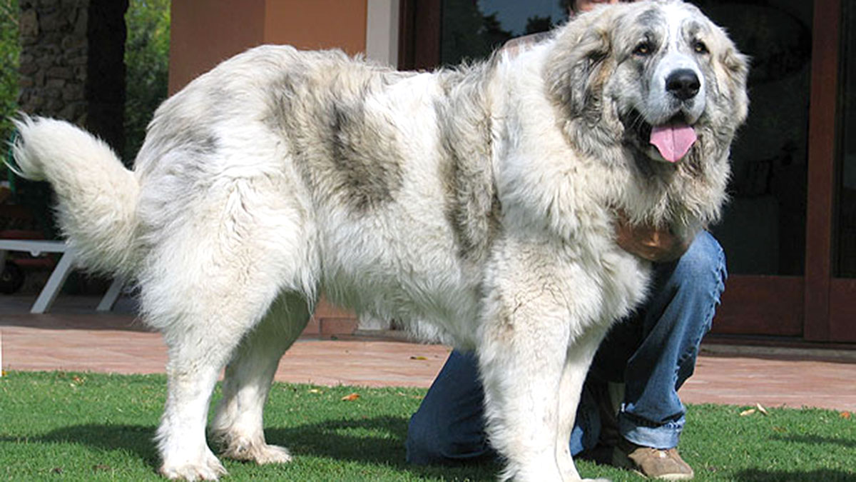 Порода собак больших размеров фото и названия
