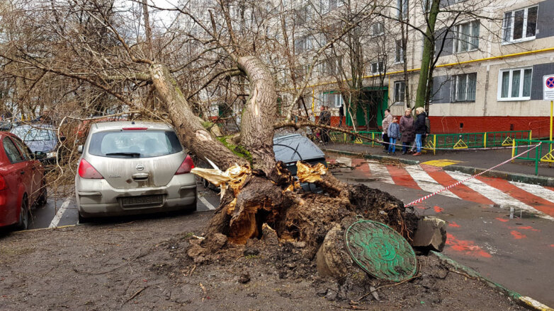 падения деревьев на машины