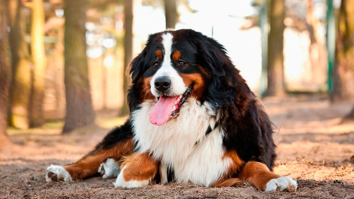 Верные защитники: 10 лучших сторожевых пород собак