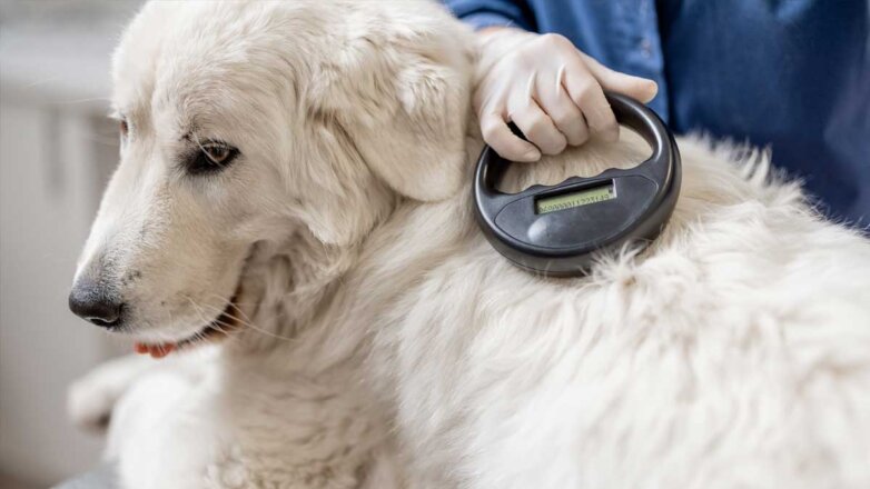 Ветеринар проверяет имплантат микрочипа под кожей овчарки в ветеринарной клинике