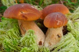 Как собирать и где искать белый гриб: советы лесника