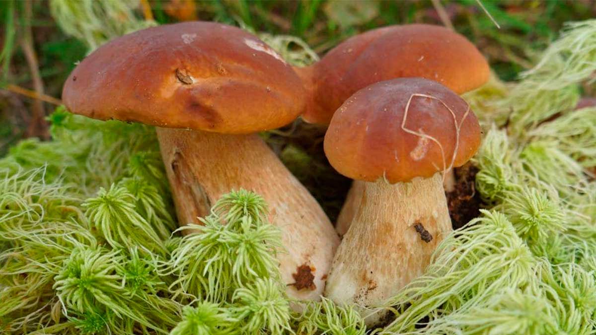 Белые грибы превосходят по вкусу всех своих собратьев. Велико и число способов их приготовления: тушение, жарка, маринование, соление, засушка. Грибы разводят мицелием, грибницей и спорами.