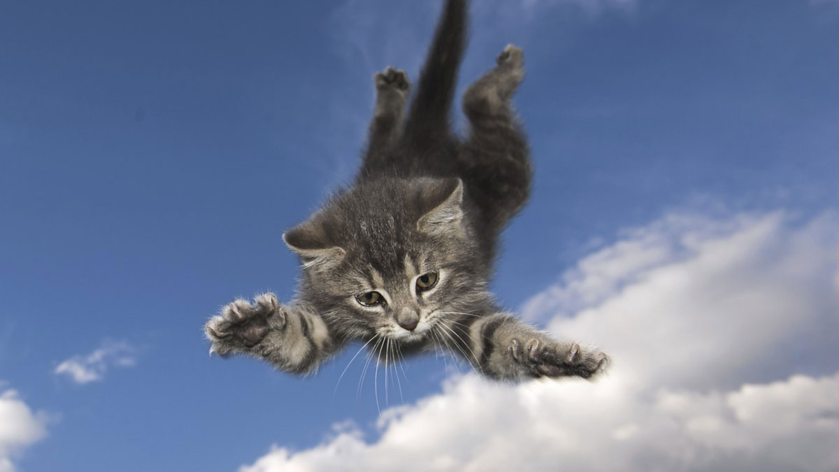 Быстрее, выше, сильнее: какие породы кошек прыгают лучше всех