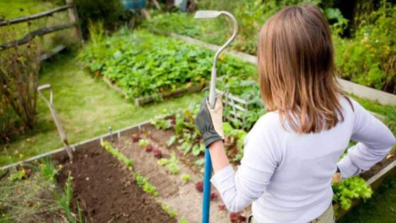 Что еще не поздно посадить в июне: дачникам дали несколько советов