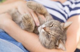 Ручные кошки: топ-7 нежных пород, которые любят обниматься