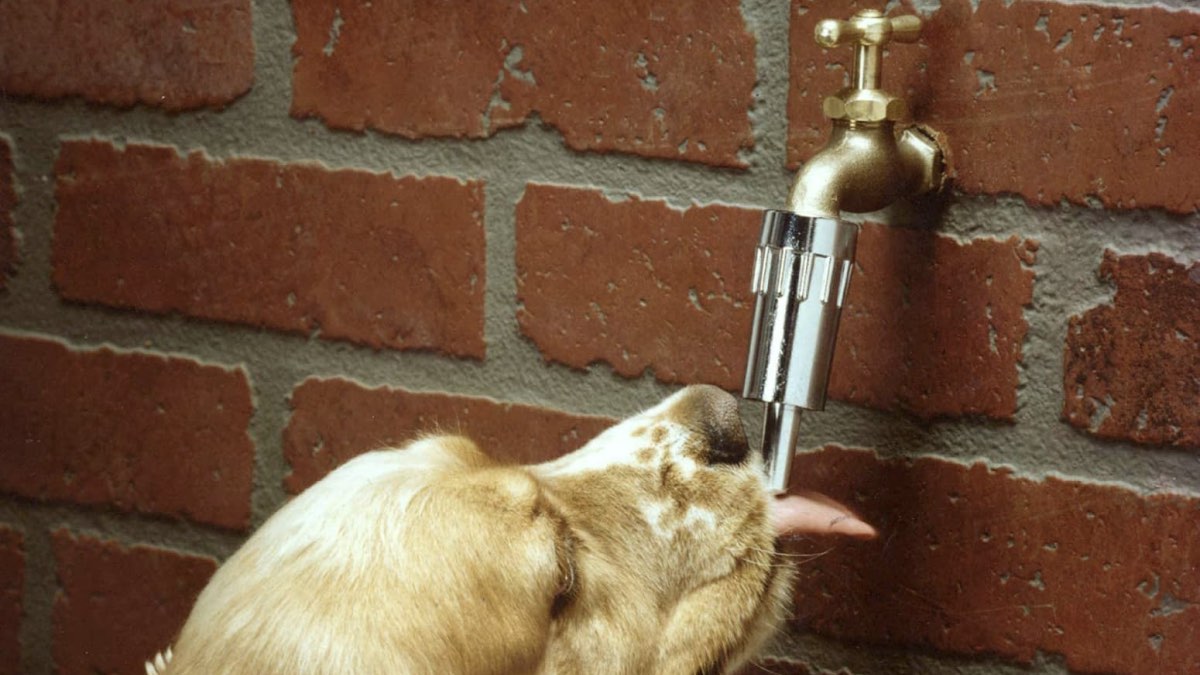 Автоматическая поилка на кран: Автоматическая поилка гарантирует, что ваша собака всегда будет иметь доступ к источнику пресной воды в жаркие летние дни. Просто прикрутите гаджет к стандартному уличному крану или садовому шлангу. Включите воду и научите собаку лизать конец насадки, чтобы она выпускала воду. Это отличное решение для владельцев собак на даче.