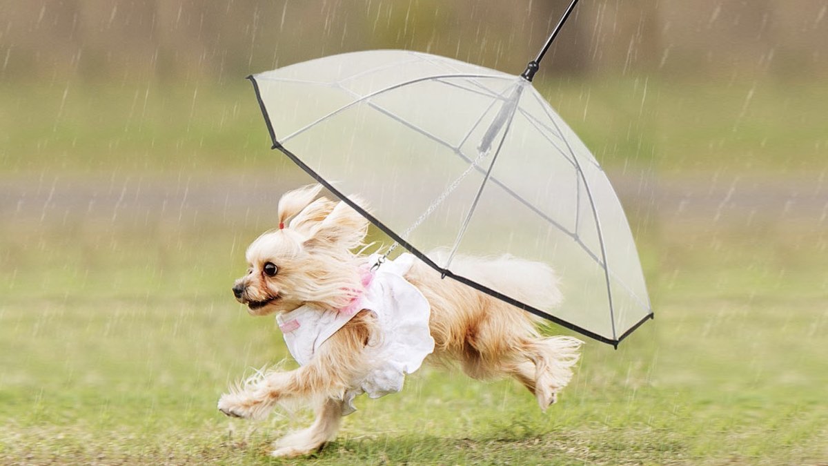 Зонтик-поводок: Если на улице идет дождь, это не значит, что собака должна сидеть дома, когда вы вышли на прогулку. Оригинальная защита для домашних животных – небольшой зонтик, который соединяется с поводком и крепится к ошейнику или шлейке вашего питомца. Он оснащен водонепроницаемым прозрачным куполом, чтобы хозяин мог видеть четвероногого друга. Может показаться, что вы немного балуете собаку. Но не стоит забывать, что гораздо приятнее общаться с ней, когда она сухая. 
