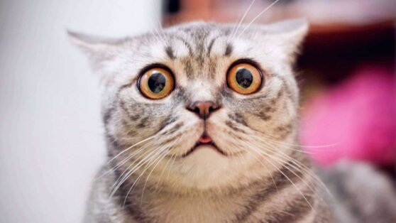 Особенные кошки: какие породы считаются самыми глупыми