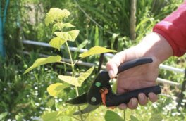 Как размножать гортензию черенками: инструкция новичкам